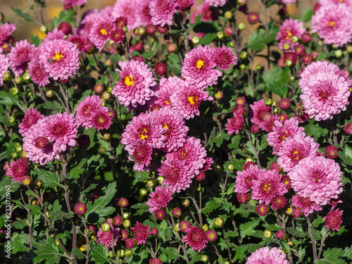 Chrysantheme des jardins  Chrysanthemum grandiflorum  lumineuse  rose pastel