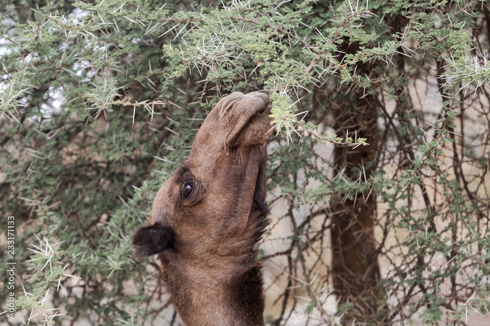 Fototapeta premium Brown dromedary (Camelus dromedarius) eating thorny acacia branches