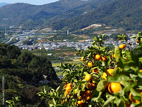 ミカン畑から見える三ケ日ジャンクション