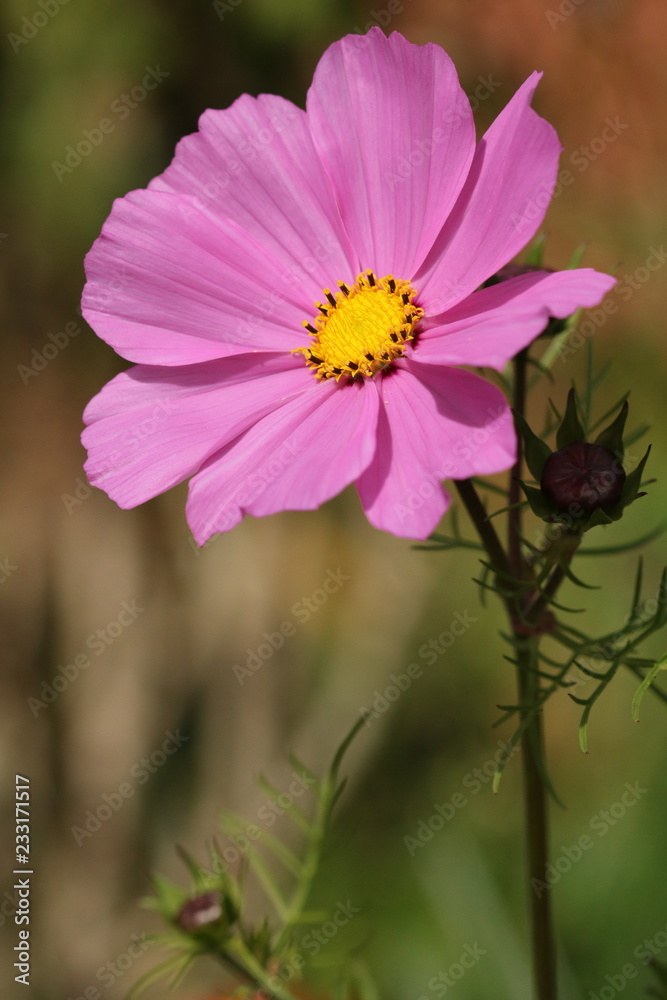 Pink Cosmos flower with a bright yellow centre. Pink Cosmos flower with a bright yellow centre.