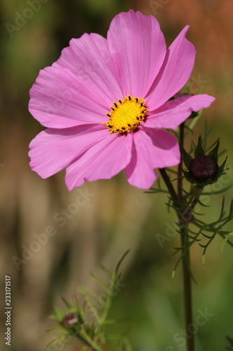 Pink Cosmos flower with a bright yellow centre.