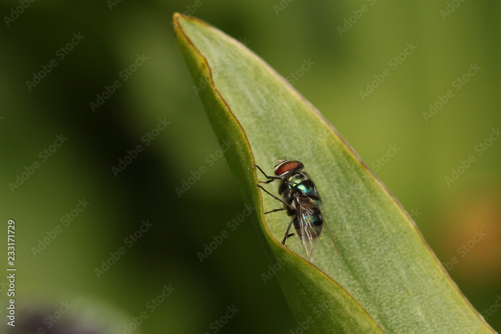 A Copper-tail Blow fly sitting on a large leaf. A Copper-tail Blow fly sitting on a large leaf.