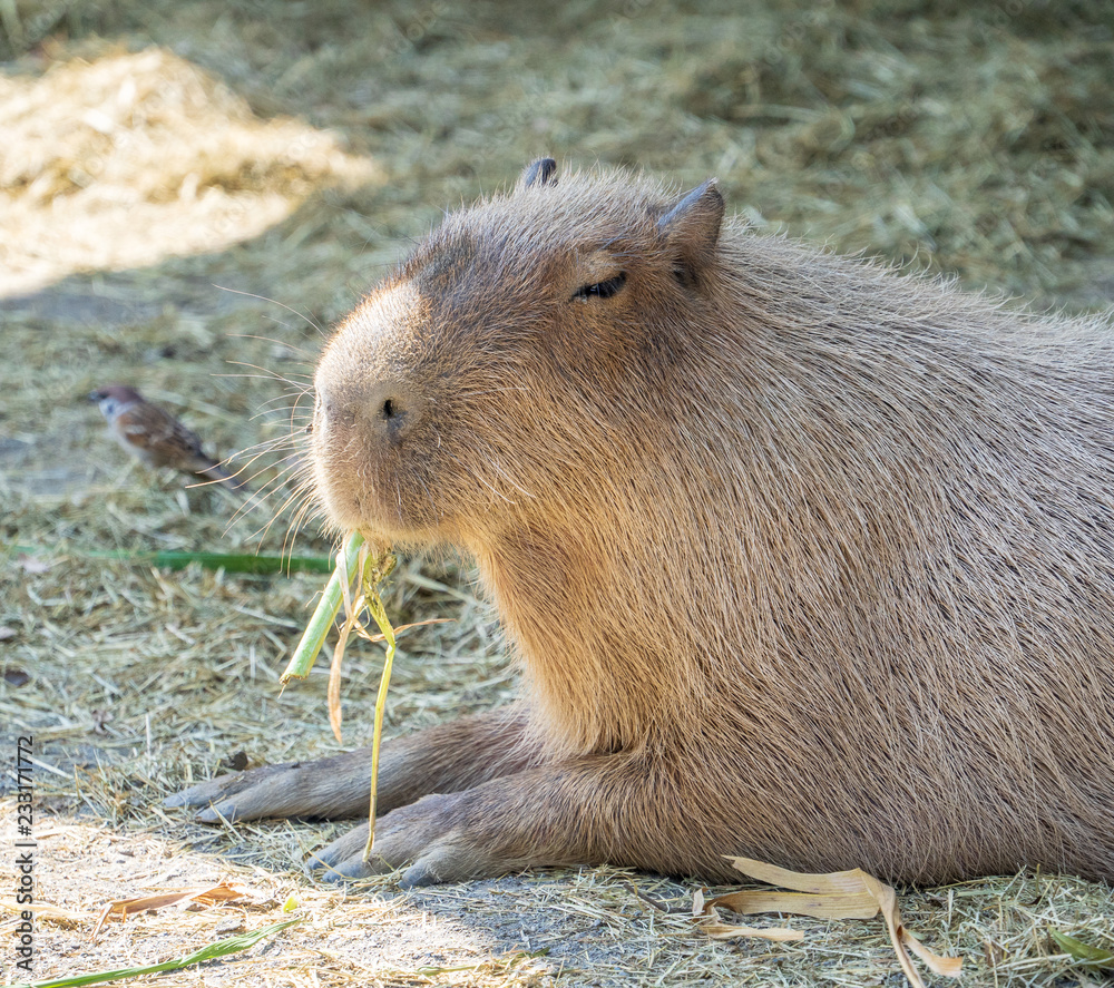 Cute Capybara (biggest mouse) eating and sleepy rest in the zoo, Tainan, Taiwan, close up shot Cute Capybara (biggest mouse) eating and sleepy rest in the zoo, Tainan, Taiwan, close up shot