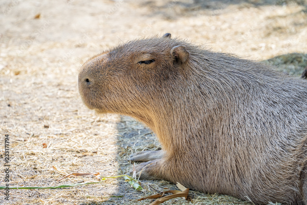 Cute Capybara (biggest mouse) eating and sleepy rest in the zoo, Tainan, Taiwan, close up shot Cute Capybara (biggest mouse) eating and sleepy rest in the zoo, Tainan, Taiwan, close up shot