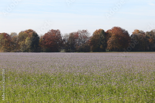 Field in autumn with purple flowers 4794
