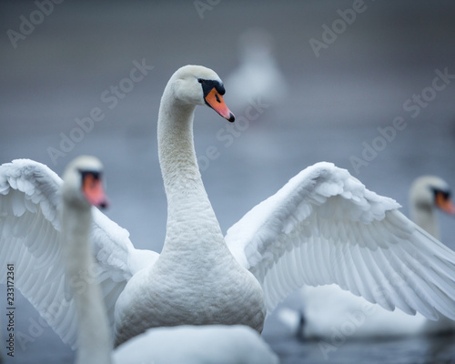 Fototapeta Naklejka Na Ścianę i Meble -  Cygnes