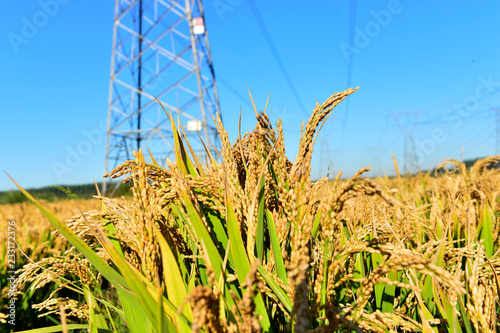 Mature rice in the field photo