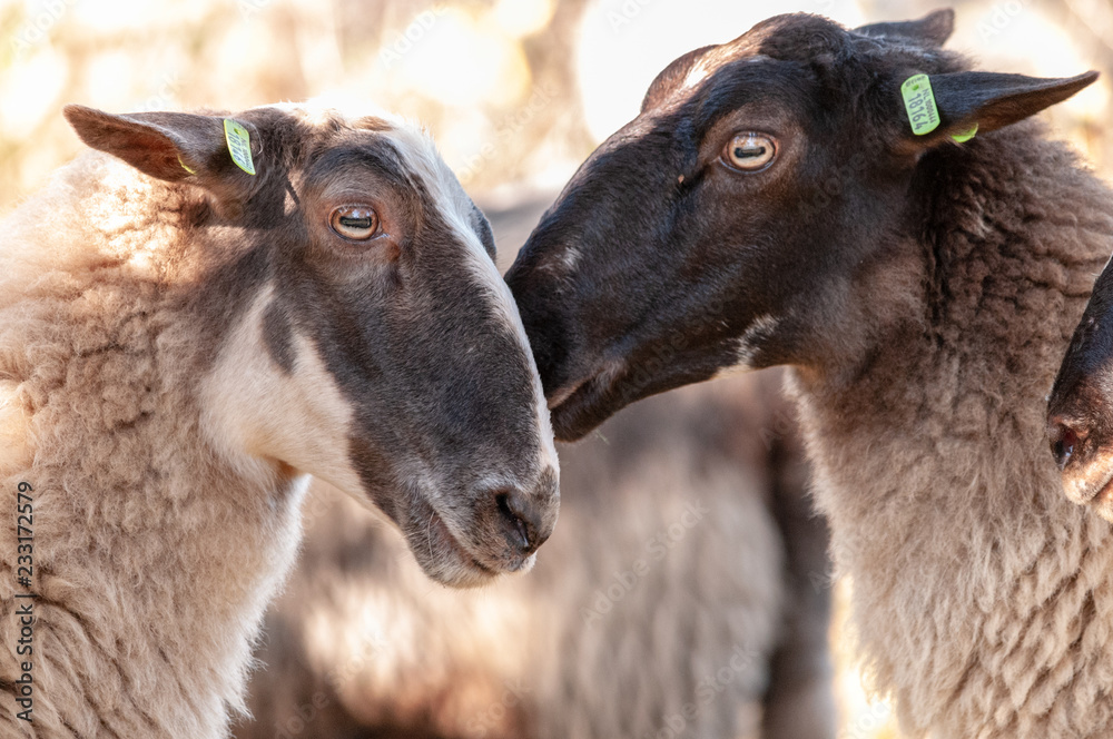 Fototapeta premium A herd of Haether Sheep grazing at the Drenthse AA area, near the Town of Zeegse, at the moorlands, in the North of the Netherlands. Image from a fall afternoon in 2018.