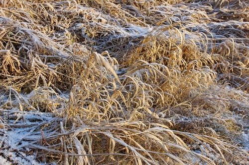 dry yellow grass covered with ice snow crystals cold frosty background