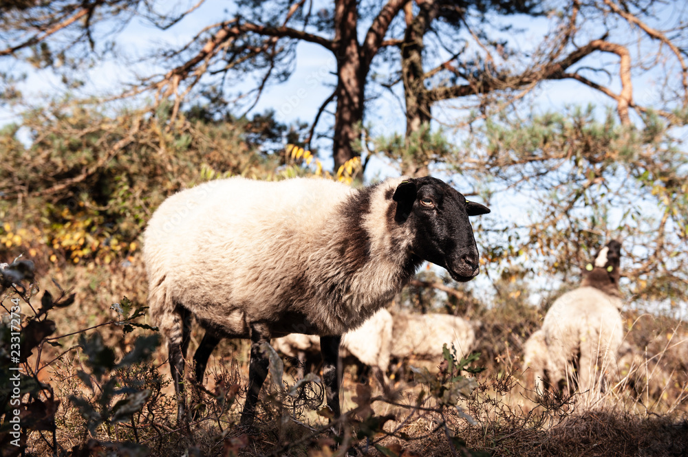 Obraz premium A herd of Haether Sheep grazing at the Drenthse AA area, near the Town of Zeegse, at the moorlands, in the North of the Netherlands. Image from a fall afternoon in 2018.