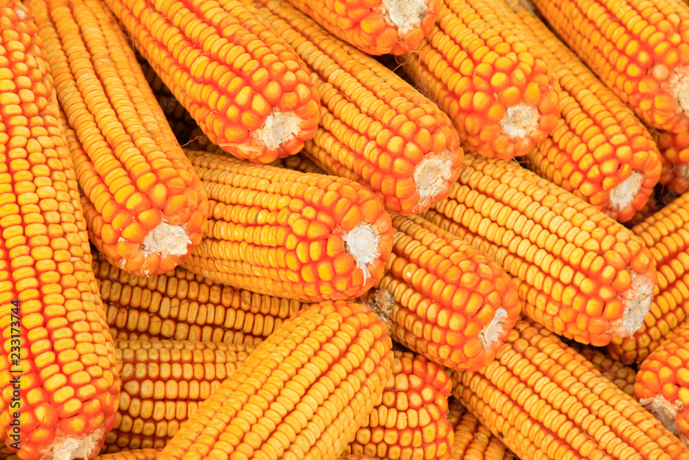 Fototapeta premium Golden corn