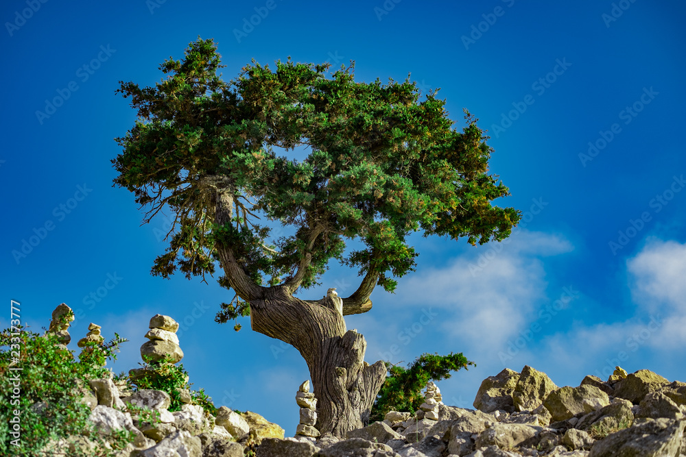 Old tree among the stones against the sky