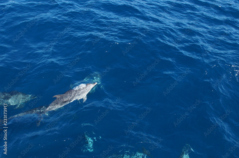 Fototapeta premium Delphin