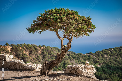 Old tree among the stones against the sky photo