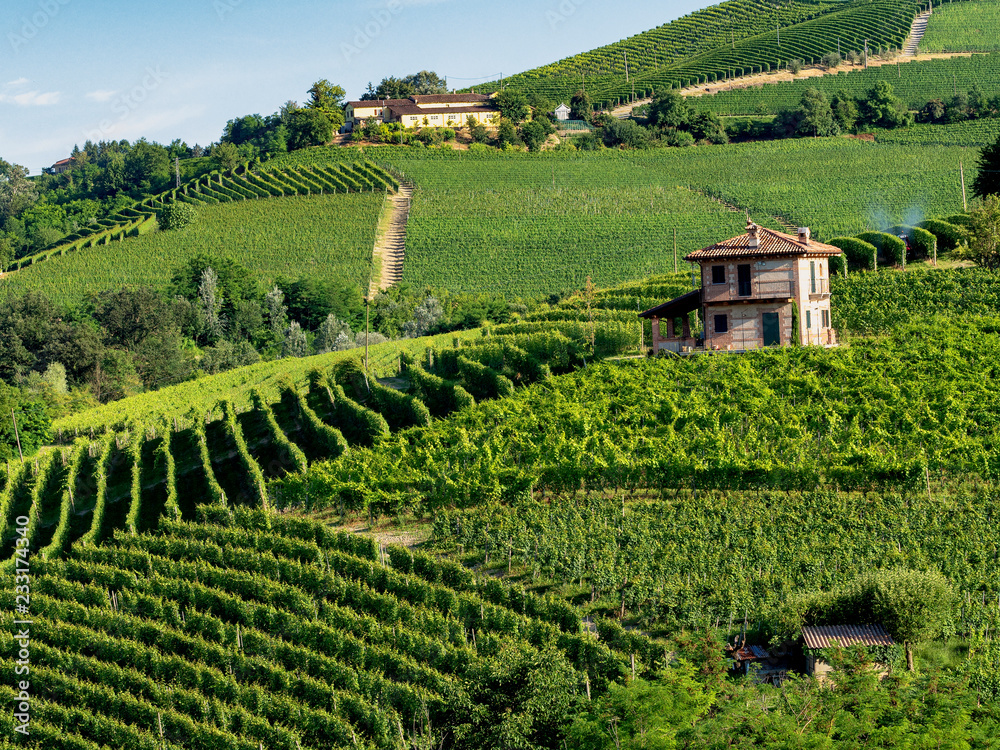 Vineyards near Barolo, Cuneo, in Langhe