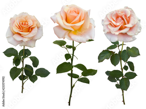 Fototapeta Naklejka Na Ścianę i Meble -  Collage of soft yellow rose with green leaves