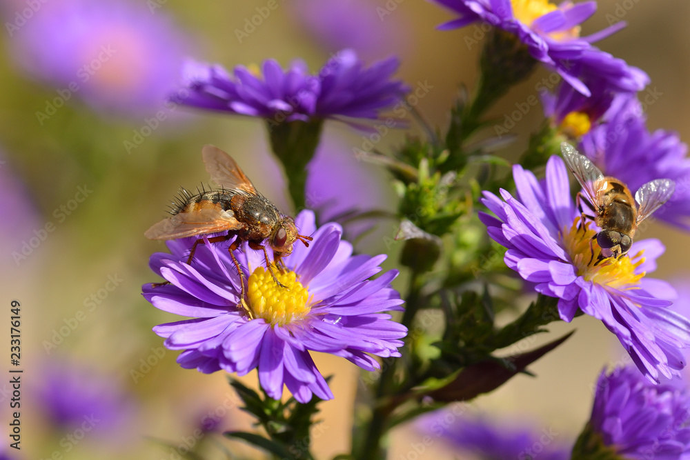 Herbstaster mit Igelfliege Herbstaster mit Igelfliege