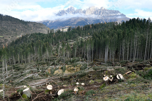 Lake Carezza, Bolzano province, South tyrol, Italy Storm effects shows fallen and uprooted trees in forest area