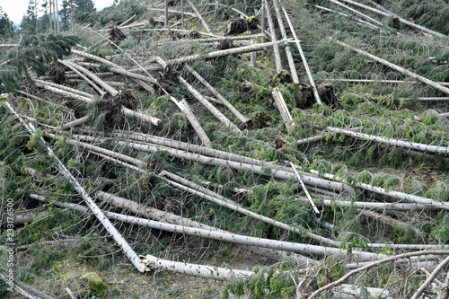 Lake Carezza, Bolzano province, South tyrol, Italy. Fallen trees - trees uprooted by a storm