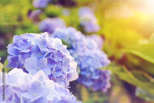 Purple Hydrangea flower