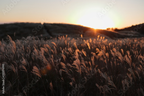 黄金色のススキの草原 © millionreason