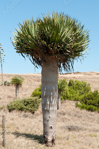 Kanarischer Drachenbaum auf der Insel Madeira photo