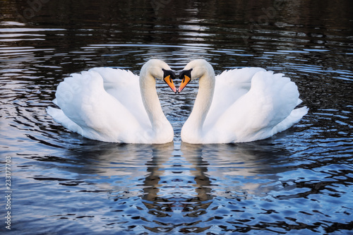 Obraz na plátně Romantic two swans on a lake, symbol heart shape of love