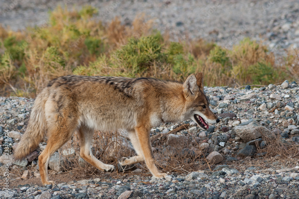 Fototapeta premium Coyote walking through rocky rugged terrain in death valley national park