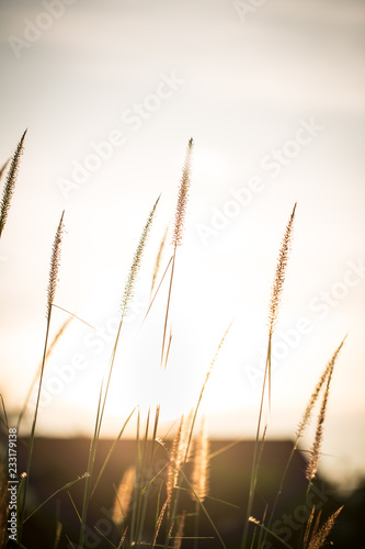 Wonderful landscape from the feather grass field in the evening sunset silhouette. serene feeling concept. countryside scenery atmosphere. image for background, wallpaper and copy space.