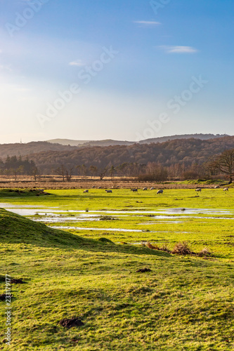 Flooded fields in the Lake District during winter, with sheep grazing in the distance
