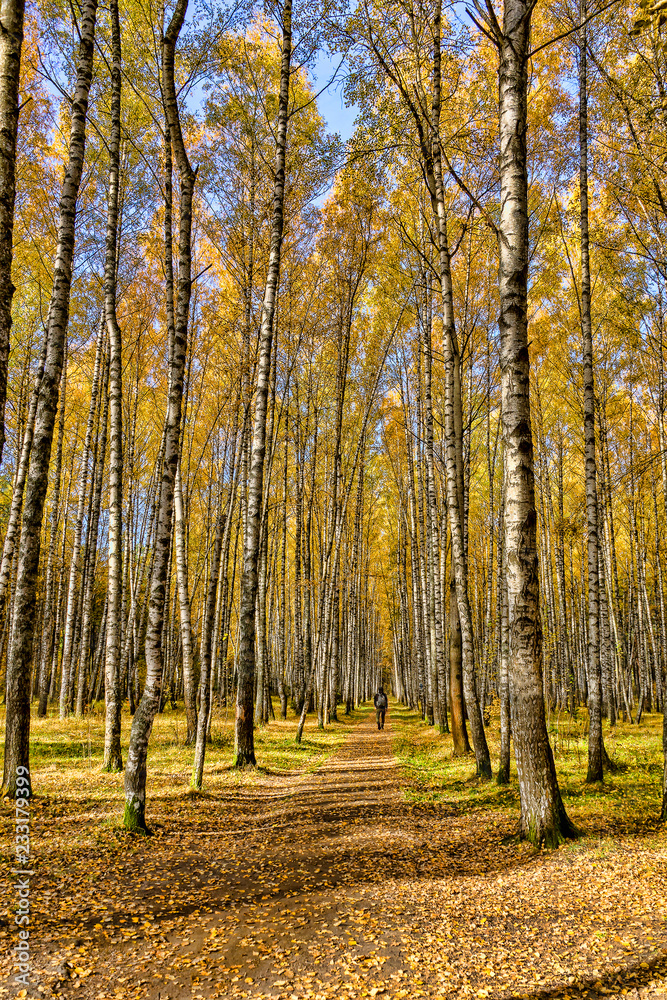 The person goes along the autumn avenue