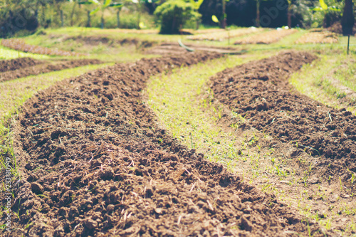 tropical farm field