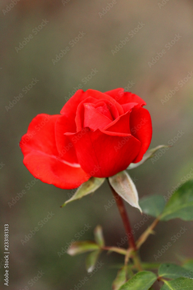 Beautiful red rose in a garden in the summer