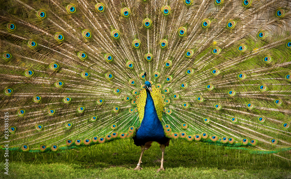 Obraz premium Männlicher Pfau mit Rad