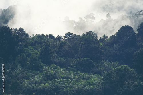 view of tropical forest wit...