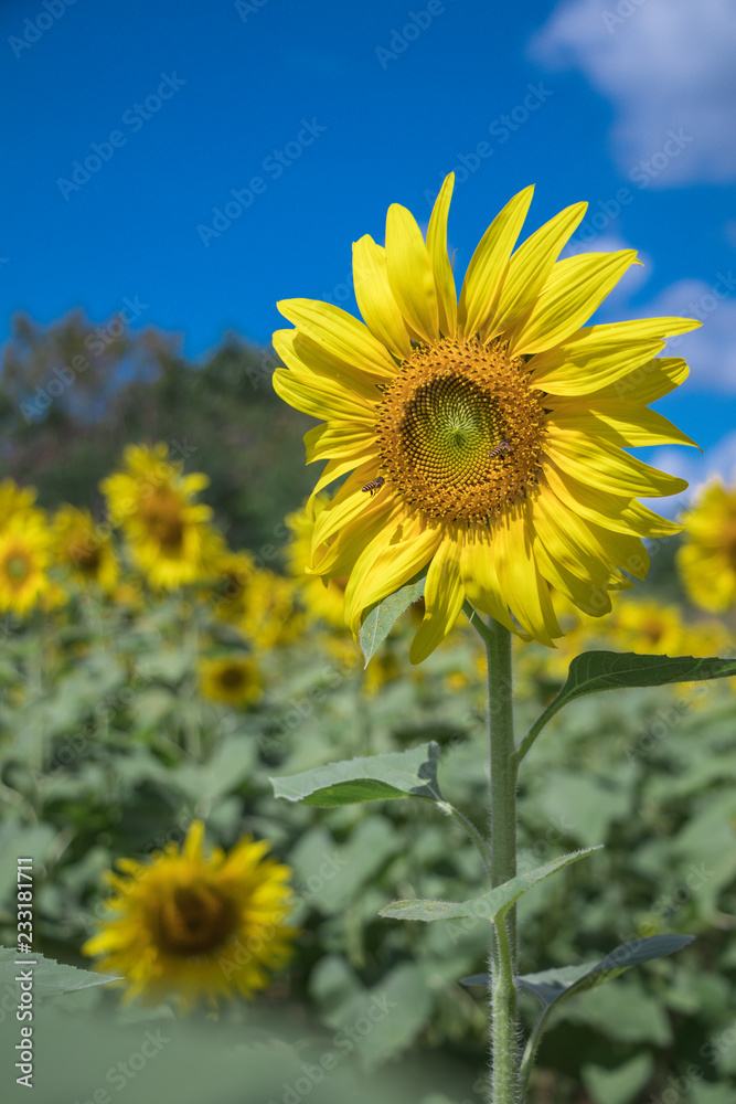 Sun flower and blue sky with white cloud background.A yellow flower in fields.Beautiful sun flowers. Sun flower and blue sky with white cloud background.A yellow flower in fields.Beautiful sun flowers.