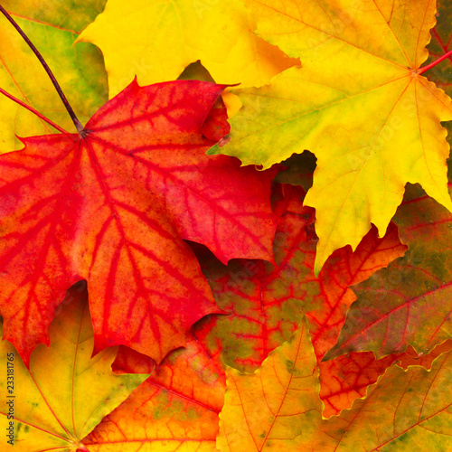 Beautiful Nature autumn Background with colored maple leaves