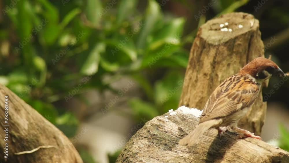 Philippine Maya Bird Eurasian Tree Sparrow or Passer montanus perch on tree branch pecking rice grains Philippine Maya Bird Eurasian Tree Sparrow or Passer montanus perch on tree branch pecking rice grains