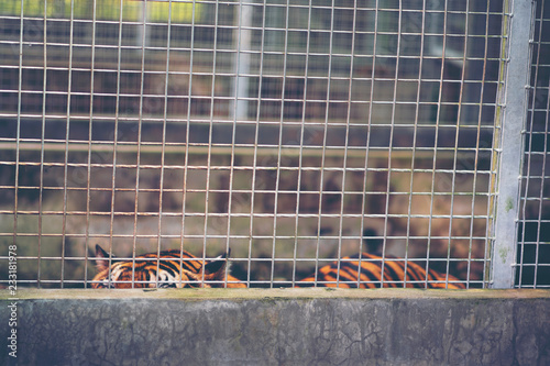 Bengal tiger in cage, Wildl...