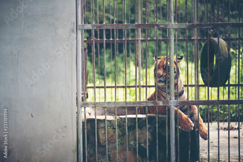 Bengal tiger in cage, Wildlife in cage concept