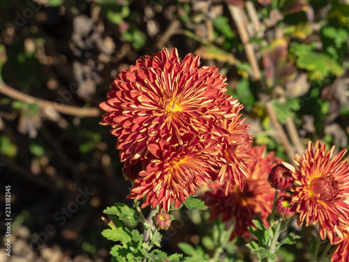 Chrysantheme des jardins (Chrysanthemum grandiflorum) coloré rouge saumon