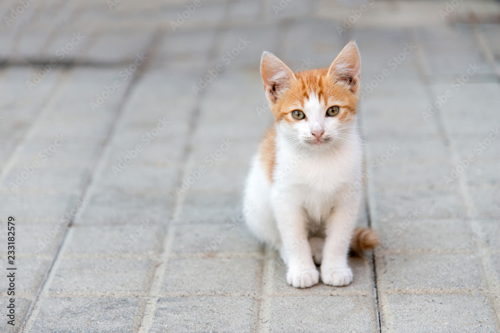 little kitty sitting on a pavement looking ahead little kitty sitting on a pavement looking ahead