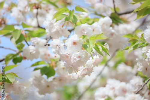 Double cherry blossoms in full bloom - Spring of Japan - photo