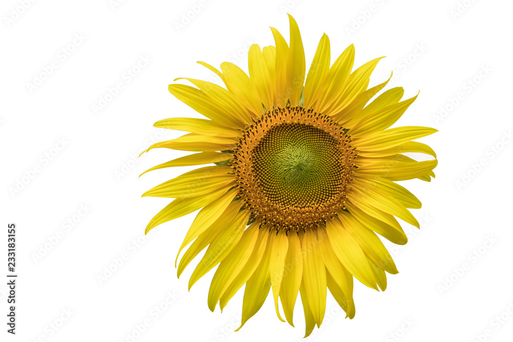 Obraz premium Sun flower in isolate white background with clipping path.