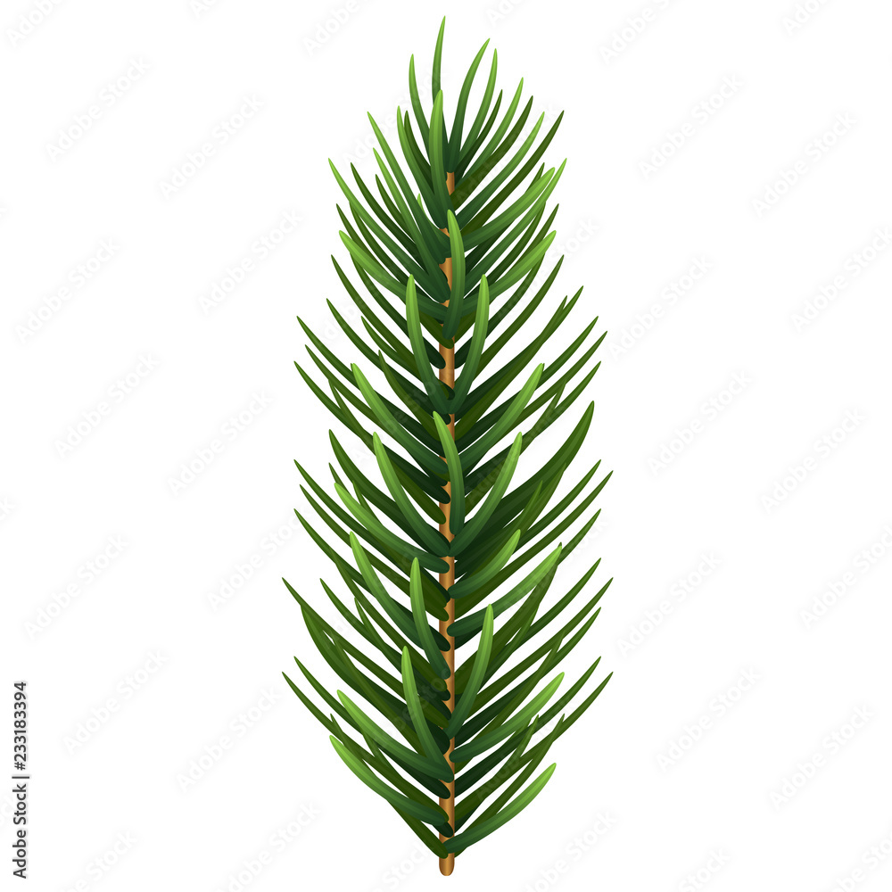 One single realistic spruce or pine branch leaf. Vector illustration.