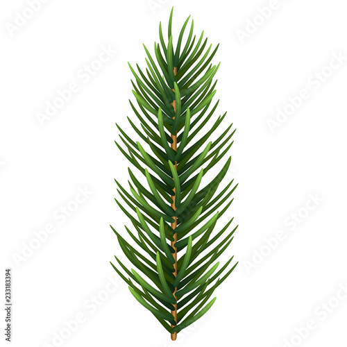 One single realistic spruce or pine branch leaf. Vector illustration.