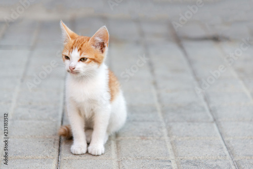 little kitty sitting on a pavement looking ahead © diyanadimitrova