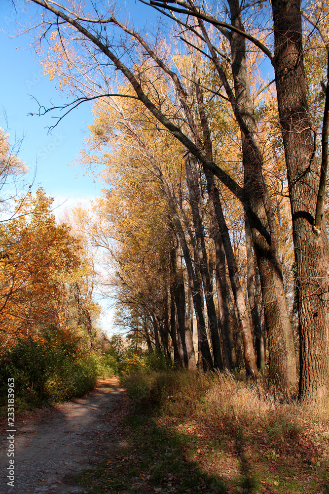 Autumn in the nature - country road with autumn trees