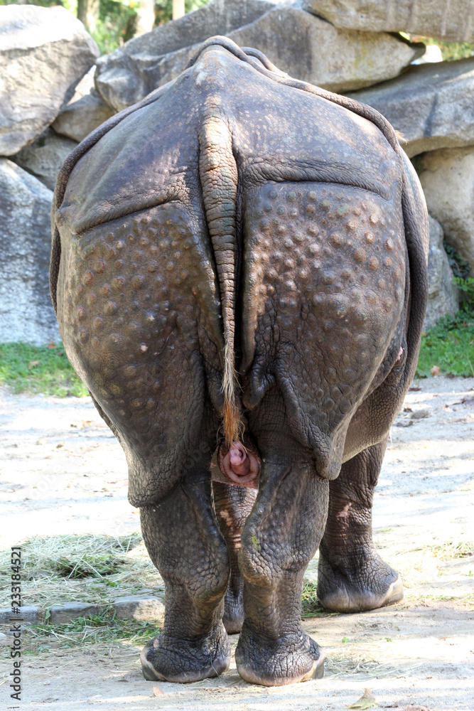 Fototapeta premium ZWIERZĘTA_8590_Indian_ Nosorożec indyjski