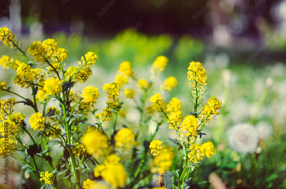 Wild yellow fluffy Barbarea flower in a field